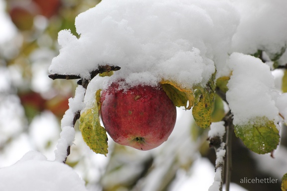 Winterapfel